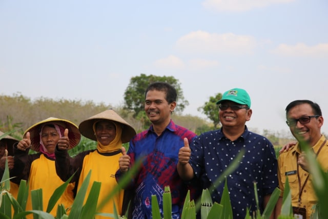 com-Dirjen TP, penangkaran benih Jagung Kementan Foto: Dok. Dirjen TP