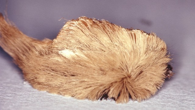 Ulat dari ngengat Megalopyge opercularis yang rasa sakit akibat sengatannya mirip sakit saat patah tulang. Foto: Public Health Image Library.