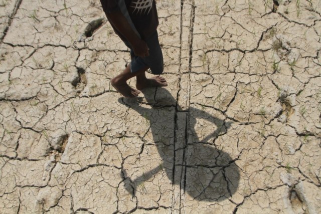 Seorang petani berada di sawah miliknya yang sudah kering, Foto: Jojon/kendarinesia.