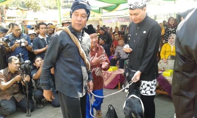 Wakil Bupati Sabilillah Ardi menerima kambing kendit sebelum dimandikan di pancuran tigabelas Guci. (foto: bentar)