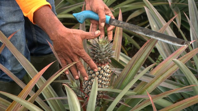 Proses memanen nanas di lahan bekas kebakaran gambut di Riau. Foto: Iqbal Firdaus/kumparan