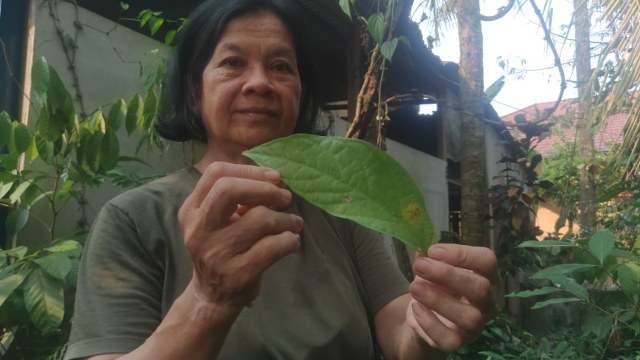 Wenefrida Rosa Ilin menunjukan daun sengkubak yang dipetik dari pekaran rumahnya di Jalan Teluk Menyurai, Gang Rahmat, Kelurahan Tanjungpuri, Sintang. Foto: Agus Pujianto/Hi!Pontianak