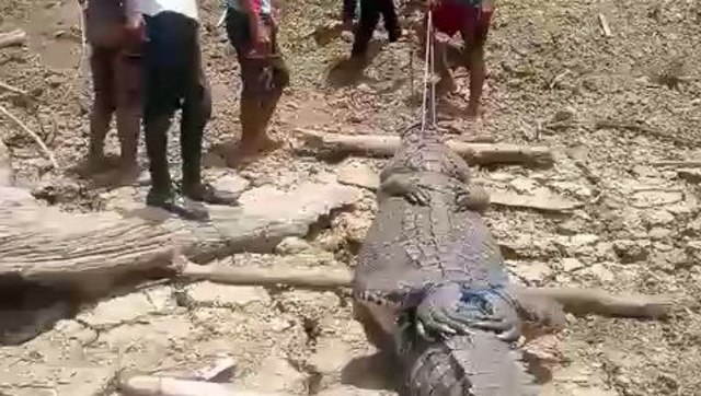 Seekor buaya yang ditangkap warga di Buton, Foto: tangkapan layar video/kendarinesia.