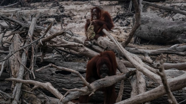 Sejumlah orang utan Kalimantan terlihat di Pulau Salat  di tengah kabut asap yang menyelimuti di Marang, Palangka Raya, Kalimantan. Foto: Getty Images/Ulet Ifansasti