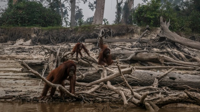 Sejumlah Orang utan Kalimantan terlihat di Pulau Salat  di tengah kabut asap yang menyelimuti di Marang, Palangka Raya, Kalimantan. Foto: Getty Images/Ulet Ifansasti