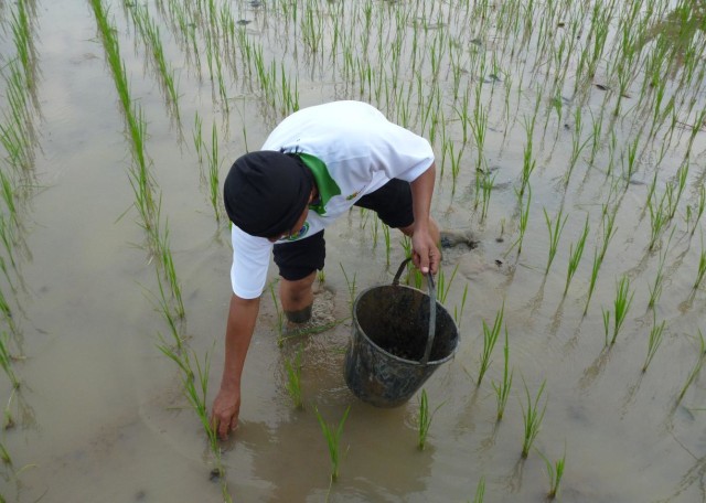 com-Kementan Perkenalkan Cara Jitu Basmi Siput Murbai. Foto: Dok. Kementan