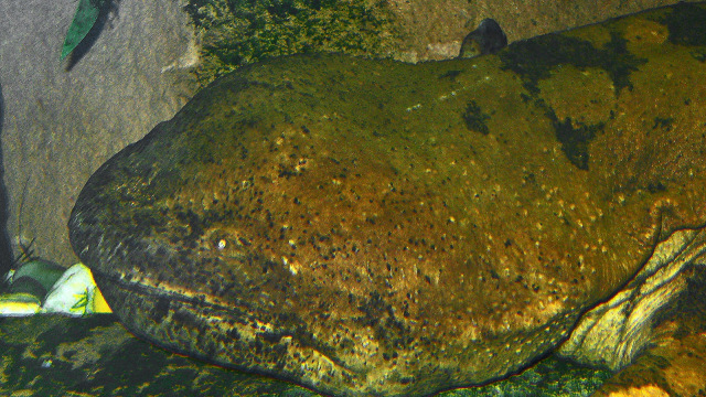 Foto: andrias Davidanus merupakan salamander terbesar di dunia | commons.wikimedia.org