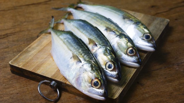Ilustrasi ikan kembung. Foto: Shutter Stock