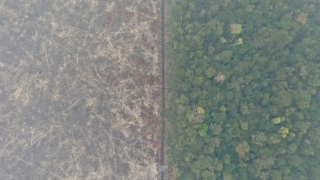 Foto udara kondisi lahan hutan Taman Nasional Sebangau yang telah terbakar di Palangka Raya, Kalimantan Tengah, Kamis (19/9/2019). Foto: ANTARA FOTO/Hafidz Mubarak A