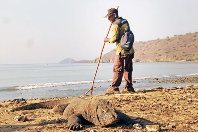 Seorang petugas mengawasi seekor Komodo (Veranus Komodoensis) yang sedang berjemur di pesisir pantai Pulau Komodo. Foto: ANTARA FOTO/Kornelis Kaha