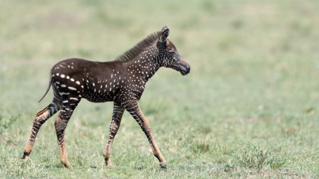 Bayi jerapah polkadot. Foto: Frank Liu/Instagram @frankliuphotography