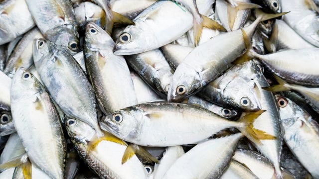 Ilustrasi ikan salem atau Pacific Mackerel. Foto: Shutter Stock