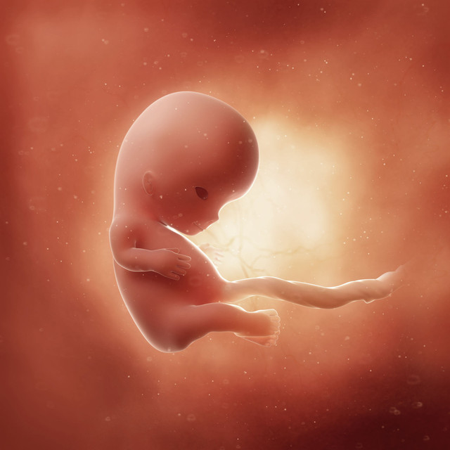 Ilustrasi Janin Minggu ke-10 Foto: Shutter Stock