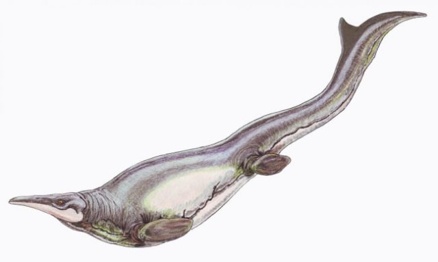 Ilustrasi Mosasaurus. Foto: wikimedia.commons