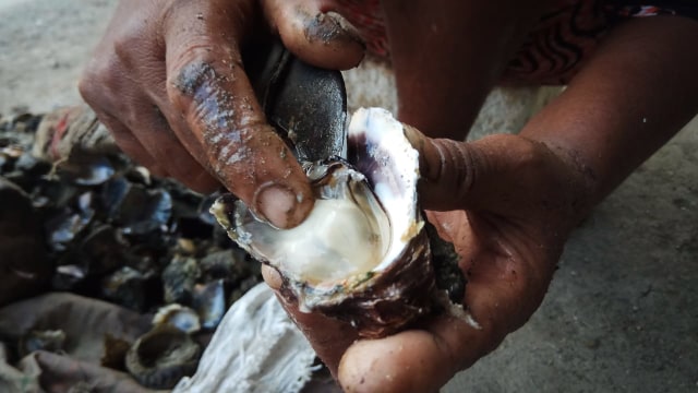 Tiram dicongkel dari cangkangnya. Foto: Habil Razali/acehkini