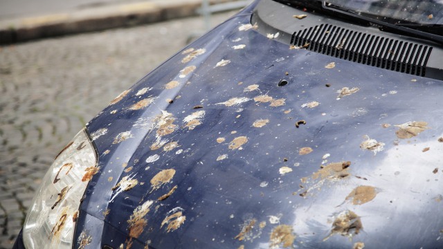 Ilustrasi kotoran burung di kendaraan. Foto: shutterstock