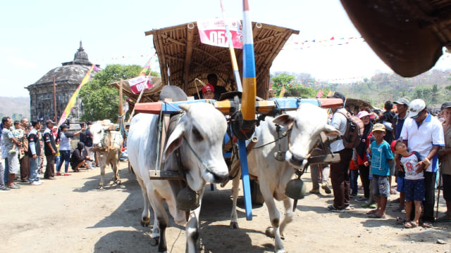 Festival gerobak sapi di Candi Banyunibo, Minggu (29/9/2019). Foto: Birgita.