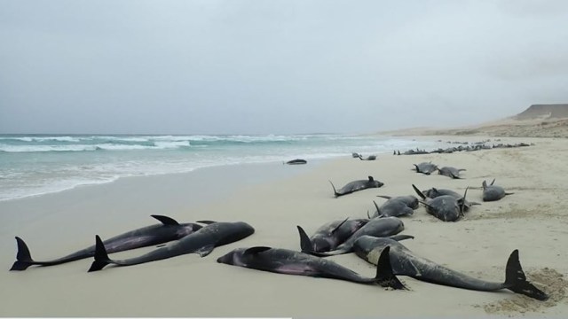 136 paus kepala melon tewas akibat terdampar massal di lepas pantai barat Afrika. Foto: BIOS.CV. via Facebook.