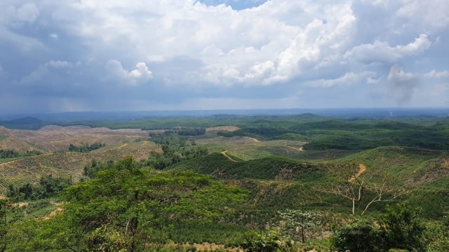 Titik nol Ibu kota baru di Kecamatan Sepaku, Kabupaten Penajam Paser Utara, Kalimantan Timur. Foto: Arifin Asydhad/kumparan
