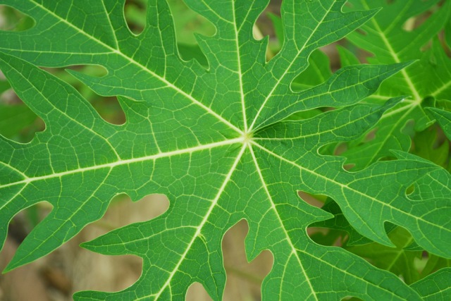 Daun pepaya Foto: Shutter Stock