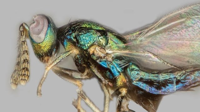Tawon 'penjaga kubur' alias Euderus set. Foto: Scott Egan et al., Zookeys, 2017