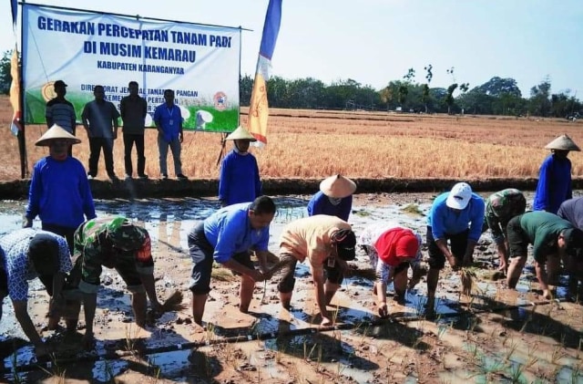 com-Gerakan Percepatan Tanam Padi di Musim Kemarau Foto: Dok. Direktorat Jenderal Tanaman dan Pangan