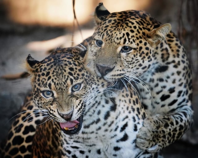 Peringatan Hari Satwa Internasional di Bandung Zoological Garden (Bazoga). (Foto-foto: Agus Bebeng/Bandungkiwari) 