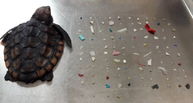 Bayi penyu dengan plastik kecil dalam perutnya. Foto: Gumbo Limbo Nature Center