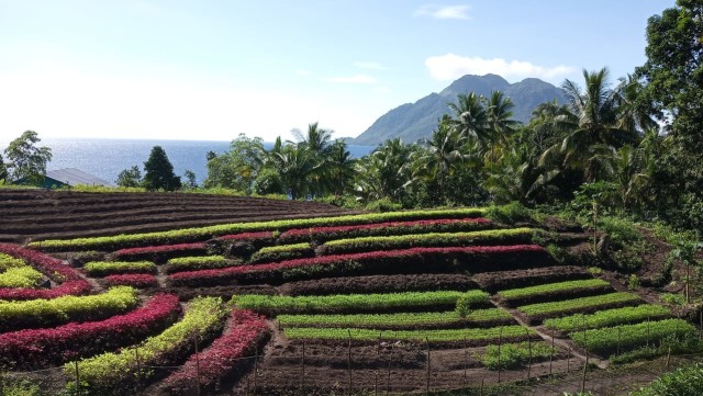 Kebun hortikultura atau sayur-sayuran di Kelurahan Takome, Ternate Barat, Ternate, Maluku Utara, sering dikunjungi dan menjadi spot foto dengan latar Pulau Hiri Foto: Rizal Syam/cermat