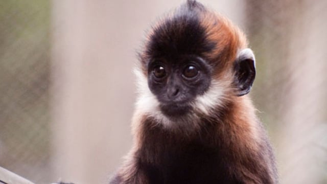 Ilustrasi bayi monyet langur francois. Foto: sfzoo.org