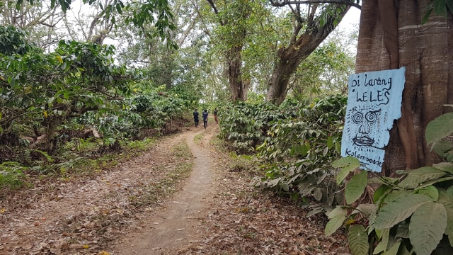 Perkebunan kopi Tambora. Foto: Info Dompu
