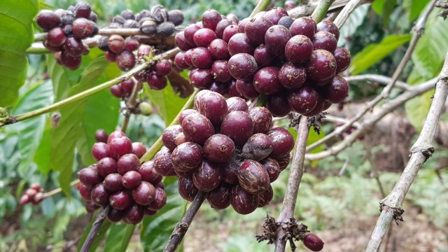 Kopi Robusta Tambora. Foto: Info Dompu