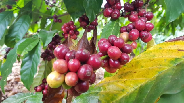 Kopi robusta Tambora. Foto: Info Dompu