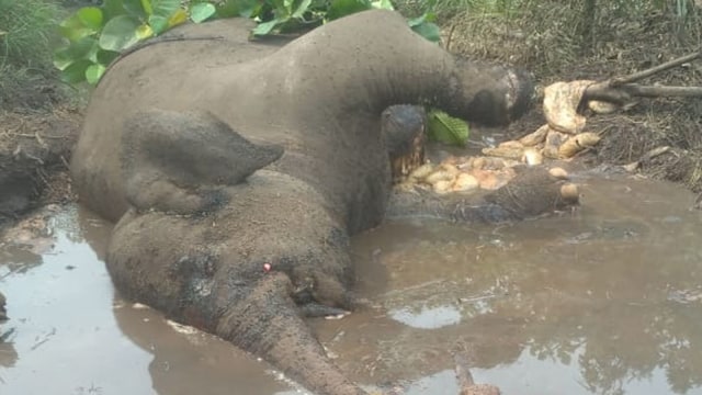 Gajah Betina Mati Terjerat di Suaka Margasatwa Balai Raja, Riau