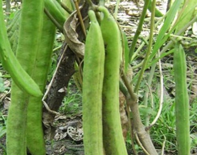 com-Budidaya Kacang Koro Pedang Foto: Dok. Dirjen Tanaman dan Pangan