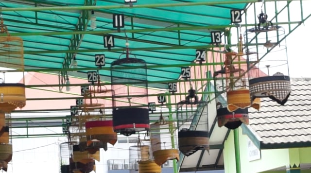 Sangkar burung yang digantung dan siap mengikuti lomba burung berkicau untuk memeriahkan HUT ke-263 Kota Yogyakarta, Minggu (13/10/2019). Foto: asa.