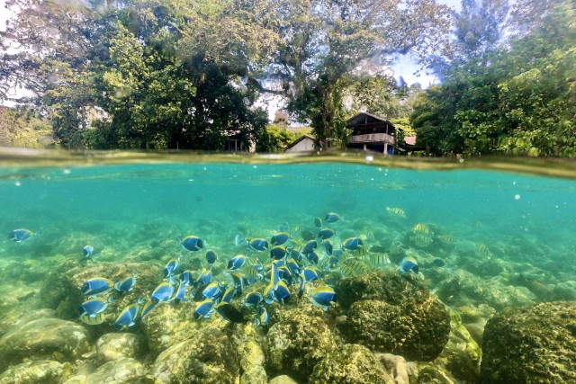 Ikan-ikan terlihat bermain di antara terumbu karang laut Sabang, Aceh, Senin (7/10). Foto: Jun JR
