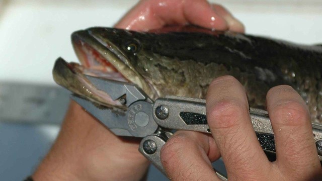 Spesies ikan kepala ular utara alias northern snakehead fish. Foto: Billings Brett, U.S. Fish and Wildlife Service/Wikimedia Commons