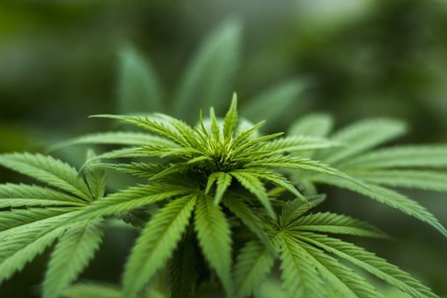 Ilustrasi ganja (Foto: Pixabay)