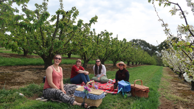 Piknik di kebun ceri, Cherryhills Orchards, Australia Foto: Rina Nurjanah/kumparan