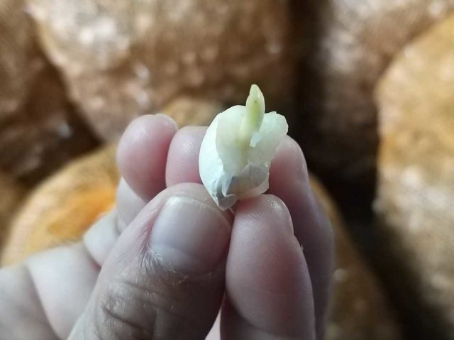 Bawang putih. Foto: Dok. Kementan