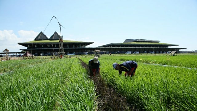 Sejumlah petani menanam padi dilahan yang berada di depan Bandara Banyuwangi, Jawa Timur. Foto: Dok. Pemkab Banyuwangi