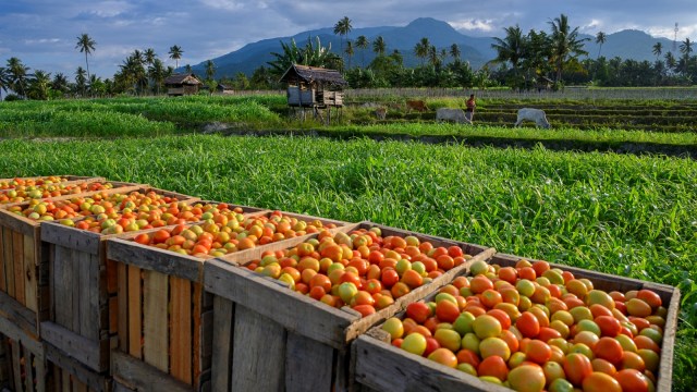 Tomat yang baru dipanen di Desa Porame, Marawola, Sigi, Sulawesi Tengah. Foto: ANTARA FOTO/Basri Marzuki