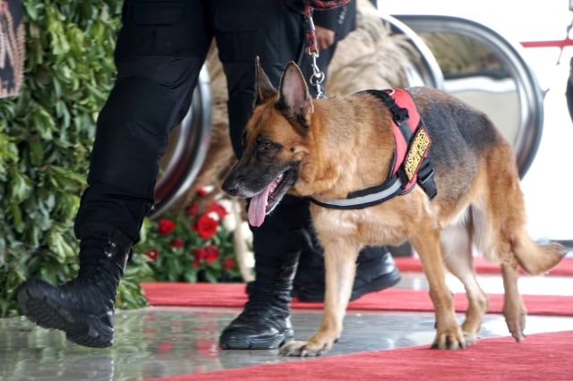 Ilustrasi anjing pelacak (20/10). Foto: Iqbal Firdaus/kumparan 