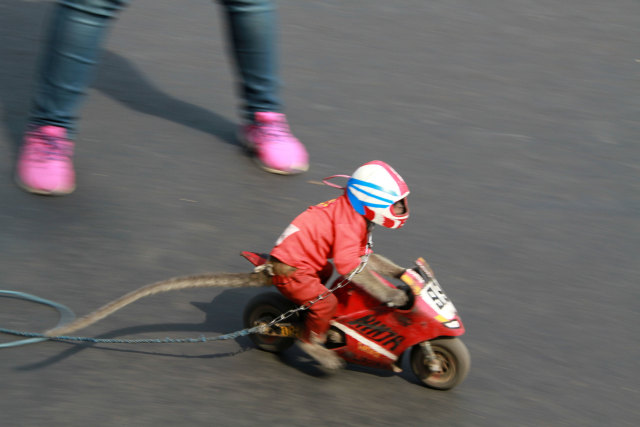 Monyet berperan layaknya pembalap dalam sebuah pertunjukan di Car Free Day (CFD), Jalan Ijen, Kota Malang. Foto : Bayu Eka Novanta/tugumalang.id