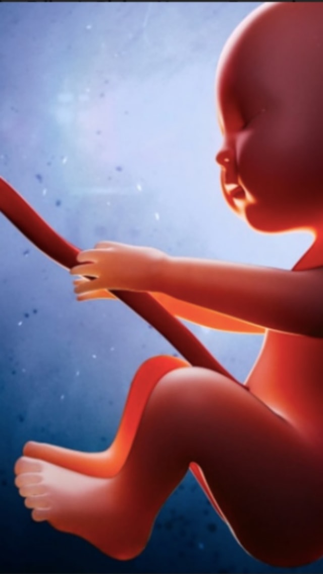 ilustrasi bayi di dalam kandungan Foto: Shutterstock