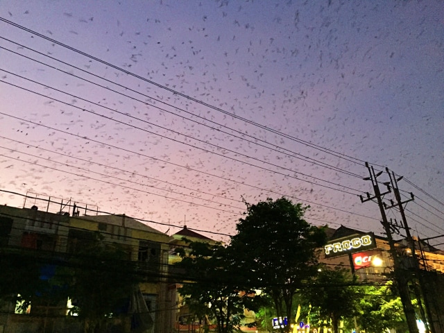 Ribuan burung layang-layang Asia berterbangan di langit Yogyakarta, Senin (21/10/2019). Foto: Arfiansyah Panji Purnandaru/kumparan