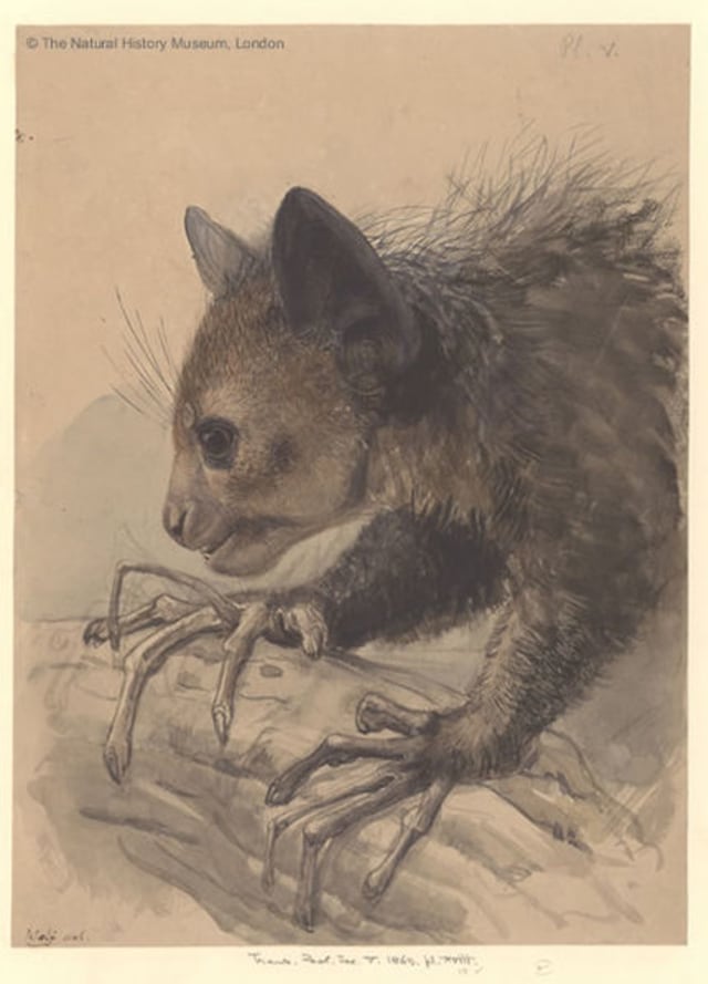 Ilustrasi aye-aye. Foto: The Natural History Museum, London
