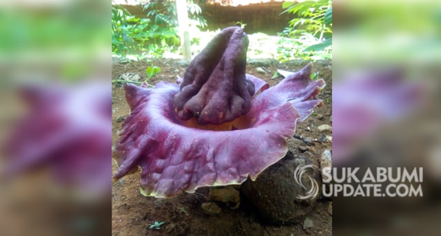 Bunga Suweg (Amorphophallus paeoniifolius), kerabat bunga bangkai yang ditemukan di Kampung Sukamanah RT 15/06 Desa Sukamanah, Kecamatan Gegerbitung, Kabupaten Sukabumi, Rabu (23/10/2019). | Sumber Foto:Istimewa