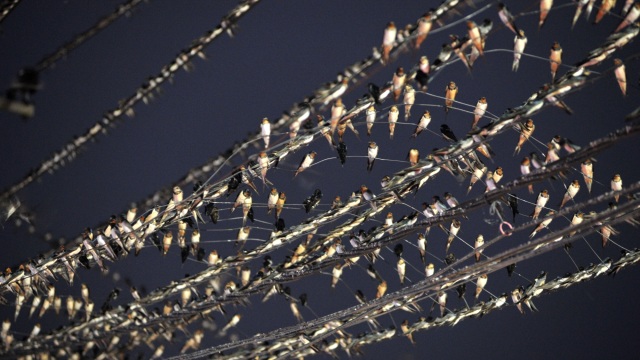 Burung walet bertengger pada beberapa untai kabel di kawasan Pasar Jambi, Jambi. Foto: ANTARA FOTO/Wahdi Septiawan